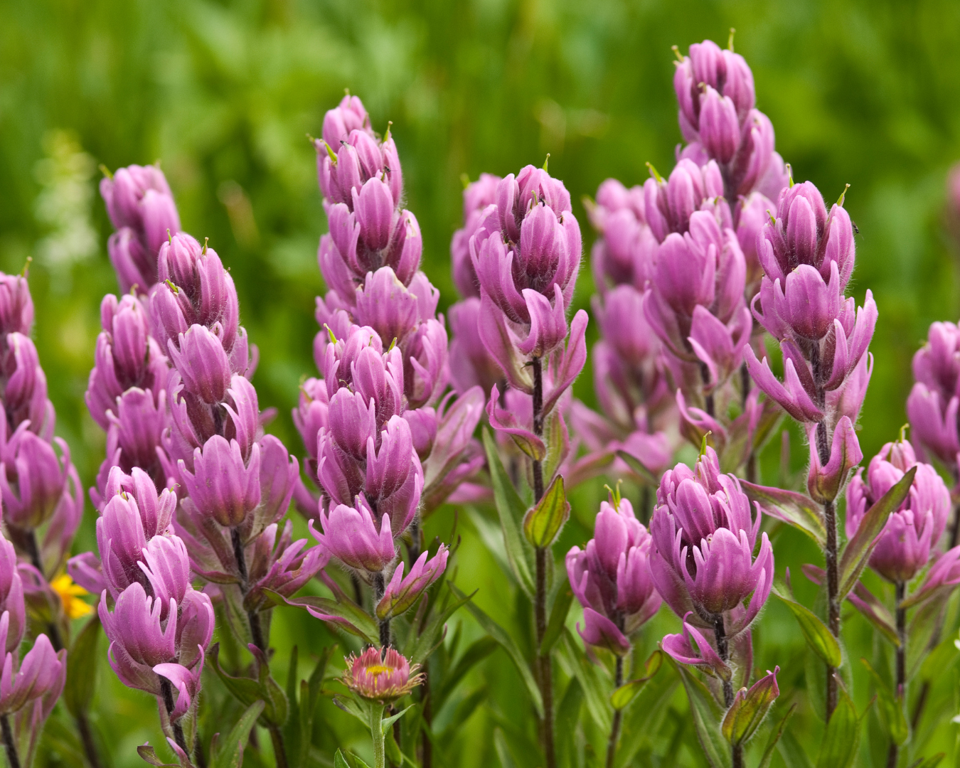 Breckenridge Wildflower Week events for Monday, July 6